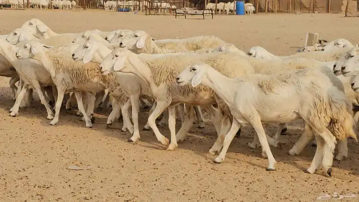 رخال حريات حرش صنفها طيب 6