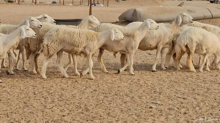 رخال حريات حرش صنفها طيب 1