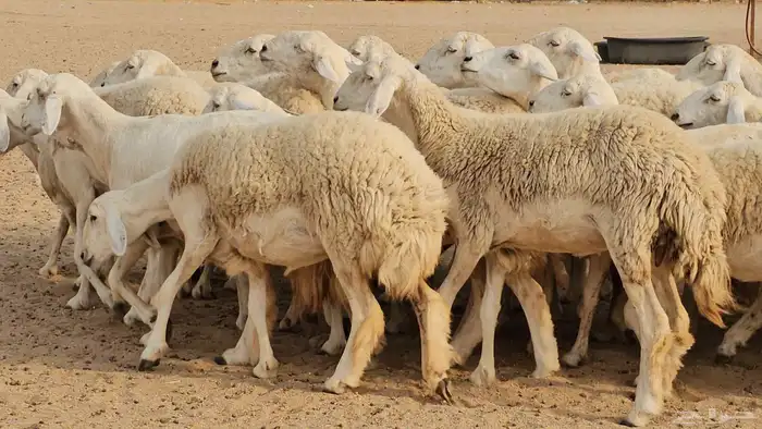 رخال حريات حرش صنفها طيب 8