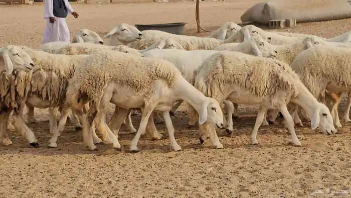 رخال حريات حرش صنفها طيب 0