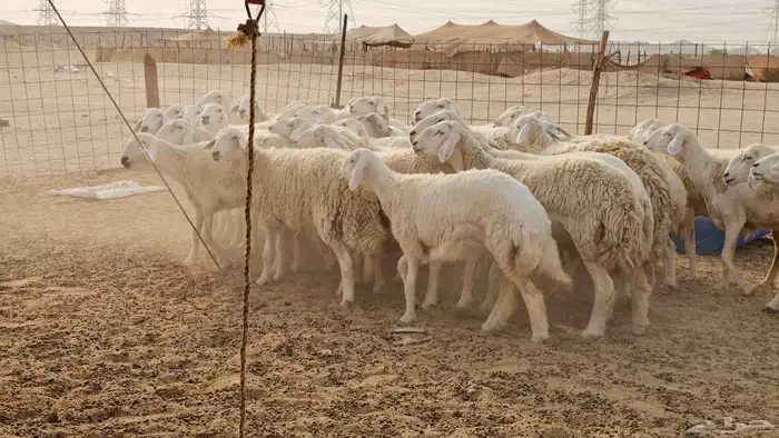 رخال حريات حرش صنفها طيب 19