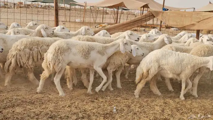 رخال حريات حرش صنفها طيب 16