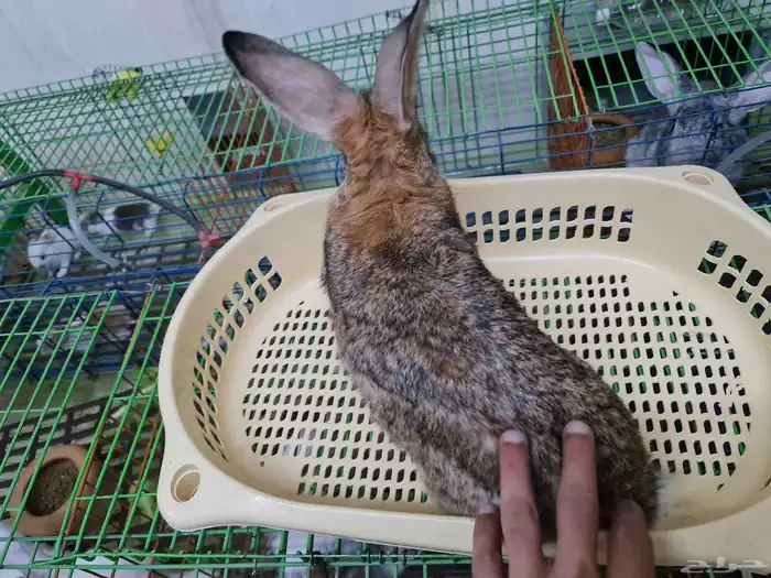 ام وعاليه عدد عياله 6 حبات النظافه والصحه شرط 4