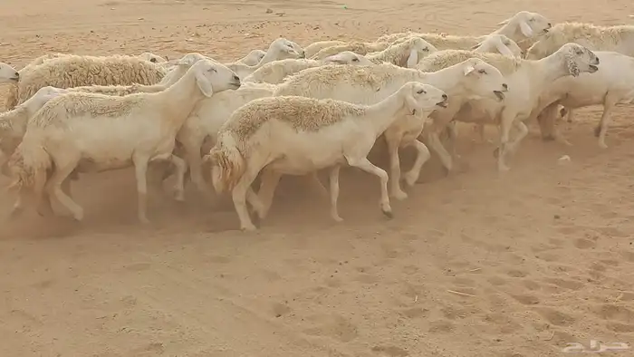 أعرض لكم ضان حرية جنب دفيع العدد80 0