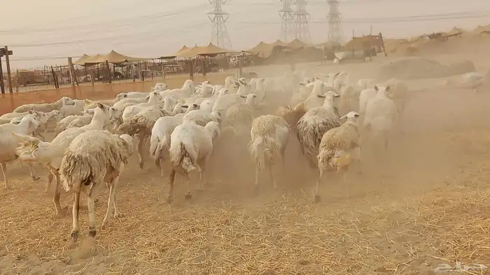 أعرض لكم ضان حرية جنب دفيع العدد80 2