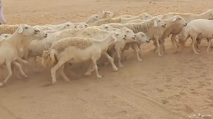 أعرض لكم ضان حرية جنب دفيع العدد80 1