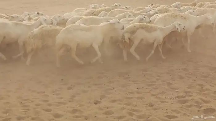 أعرض لكم ضان حرية جنب دفيع العدد80 3