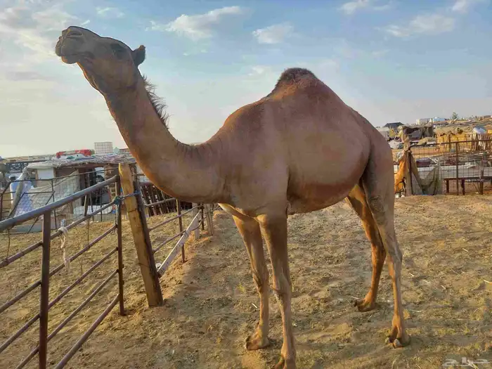 بكره شعله كفو ساسها قرينيه توها تدخل لقيه عليها سوم7500 2