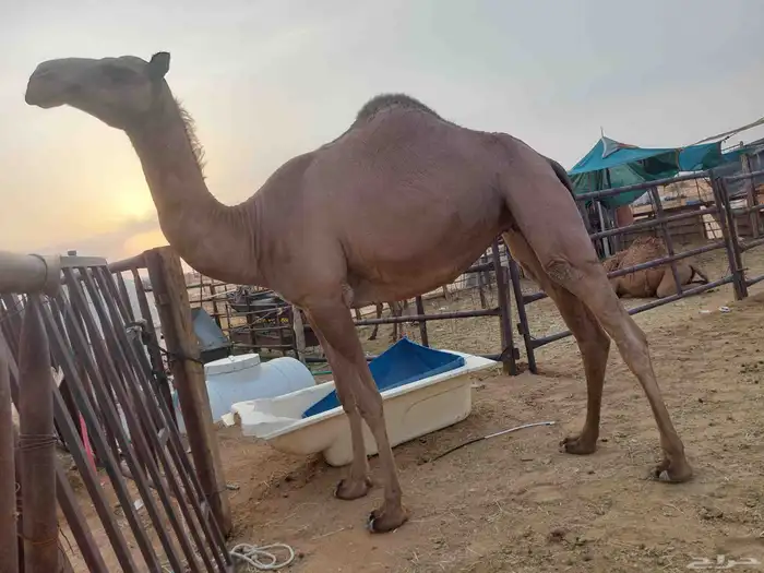 بكره شعله كفو ساسها قرينيه توها تدخل لقيه عليها سوم7500 0
