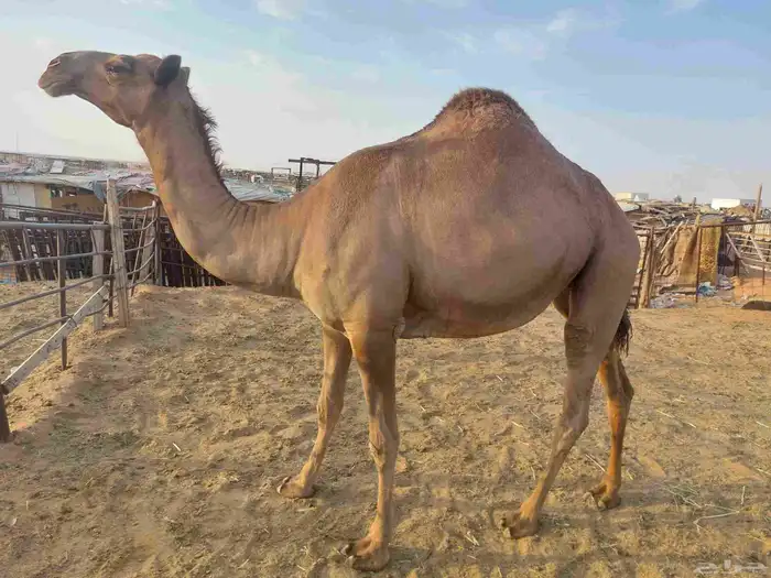 بكره شعله كفو ساسها قرينيه توها تدخل لقيه عليها سوم7500 3