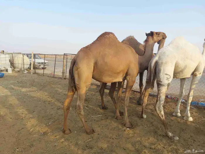 بكره شعله كفو ساسها قرينيه توها تدخل لقيه عليها سوم7500 4