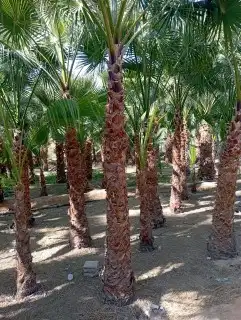 ابوناصر لتوريد جميع انواع النخيل العربي وواشنطن 4
