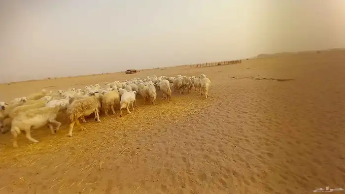 أعرض لكم ضان حرية جنب دفيع العدد80 6