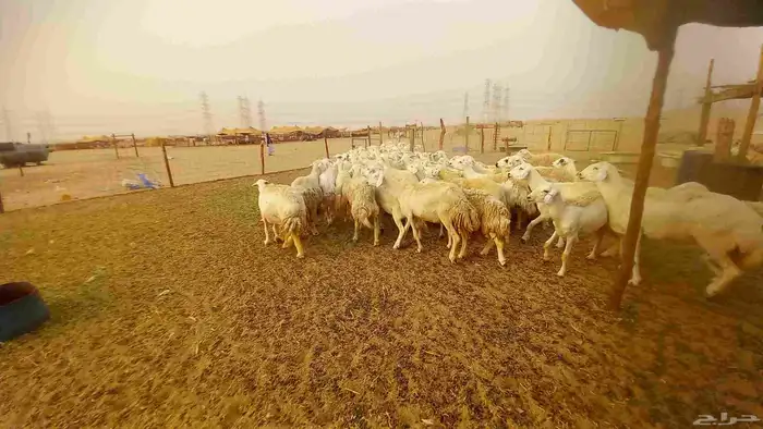 أعرض لكم ضان حرية جنب دفيع العدد80 4