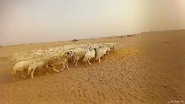 أعرض لكم ضان حرية جنب دفيع العدد80 5