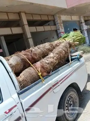 ابوناصر لتوريد جميع انواع النخيل العربي وواشنطن 7