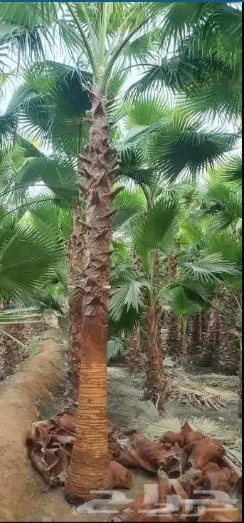 نخل نخيل واشنطن وحديقه 6