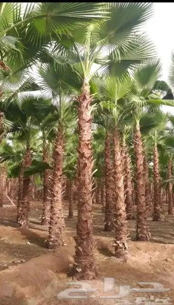 نخيل واشنطني ابومروحة درجه اولى 3
