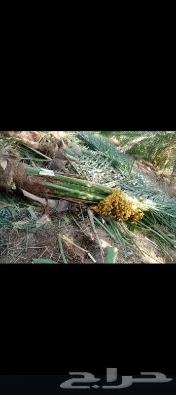 متوفر لدينا جميع انواع انخل وعلا جميع المقسات 3