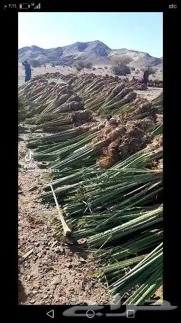نخل للبيع لجميع مناطق المملكة 4