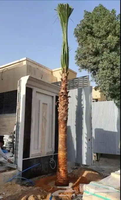 نخل نخيل واشنطن وحديقه 1