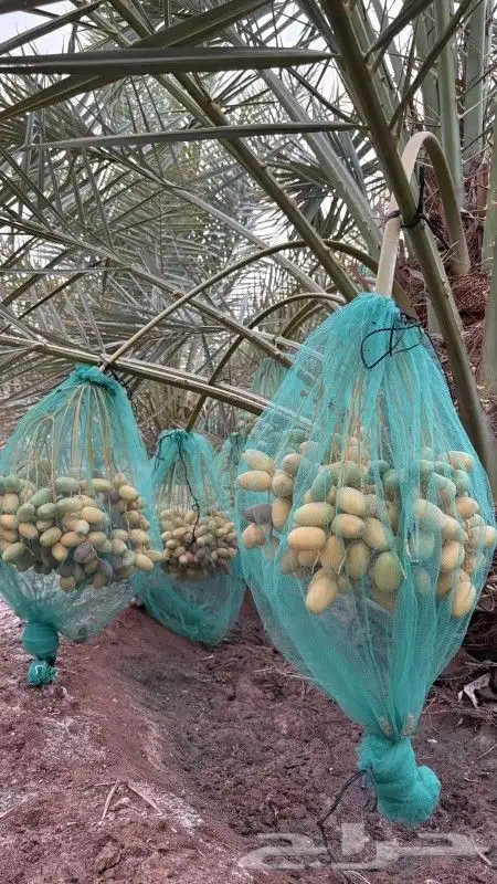 ثمرة نخل خلاص 1