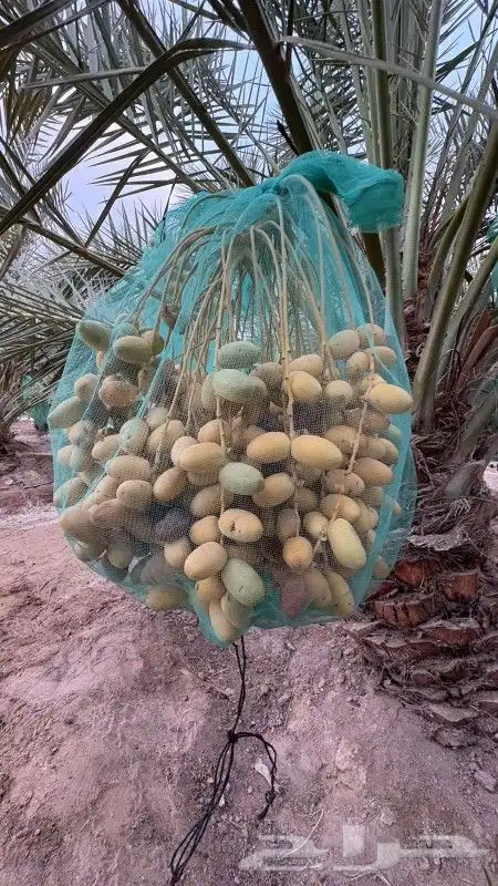 ثمرة نخل خلاص 0