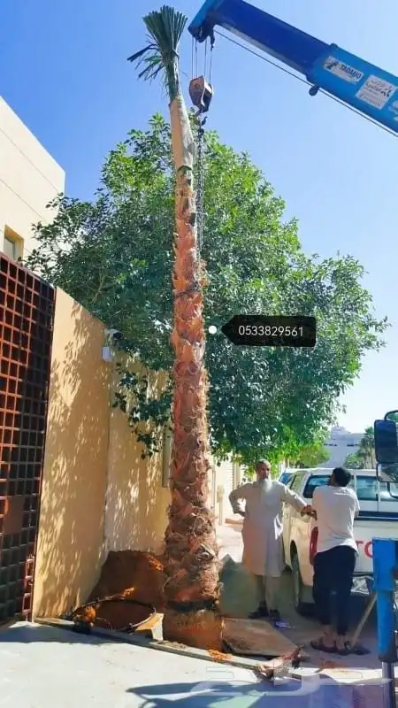 نخل نخيل واشنطن وحديقه 2