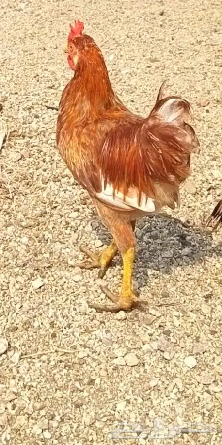 ديك تركي هجين 1