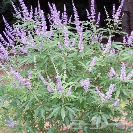 نخل نخيل واشنطن وحديقه 4