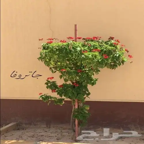 نخل نخيل واشنطن وحديقه 5