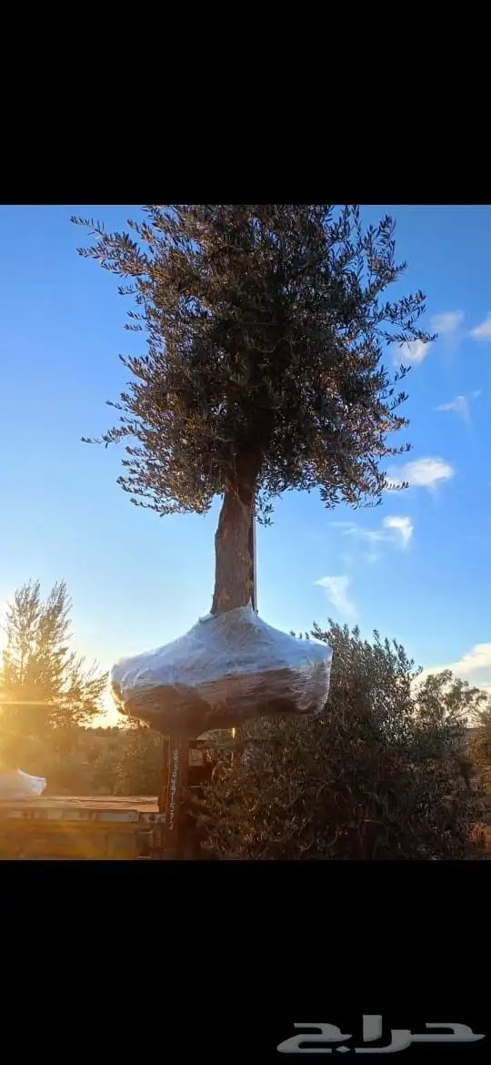 مشتل ساق النموذجي 7
