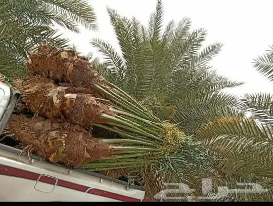 نخل للبيع لجميع مناطق المملكة 1