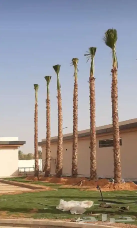يوجد لدينا نخل واشنطني زينه امريكي بكل المقاسات وبسعار مناسب 2