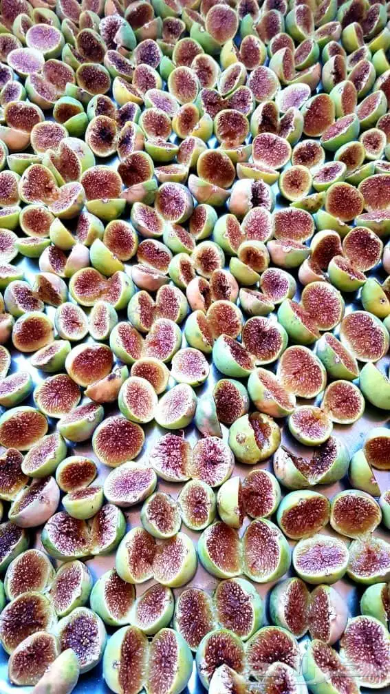 تين مجفف سوري ممتاز ونظيف 3