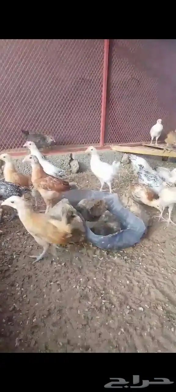 صيصان بلدي العدد زايد ناقص بحقه 0