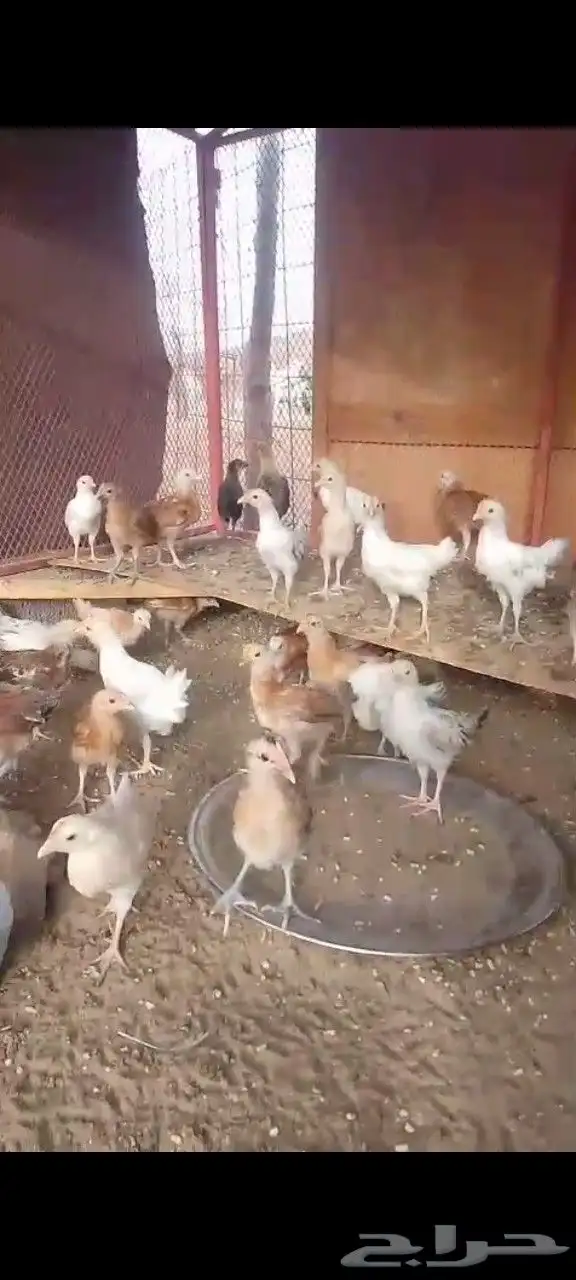 صيصان بلدي العدد زايد ناقص بحقه 1