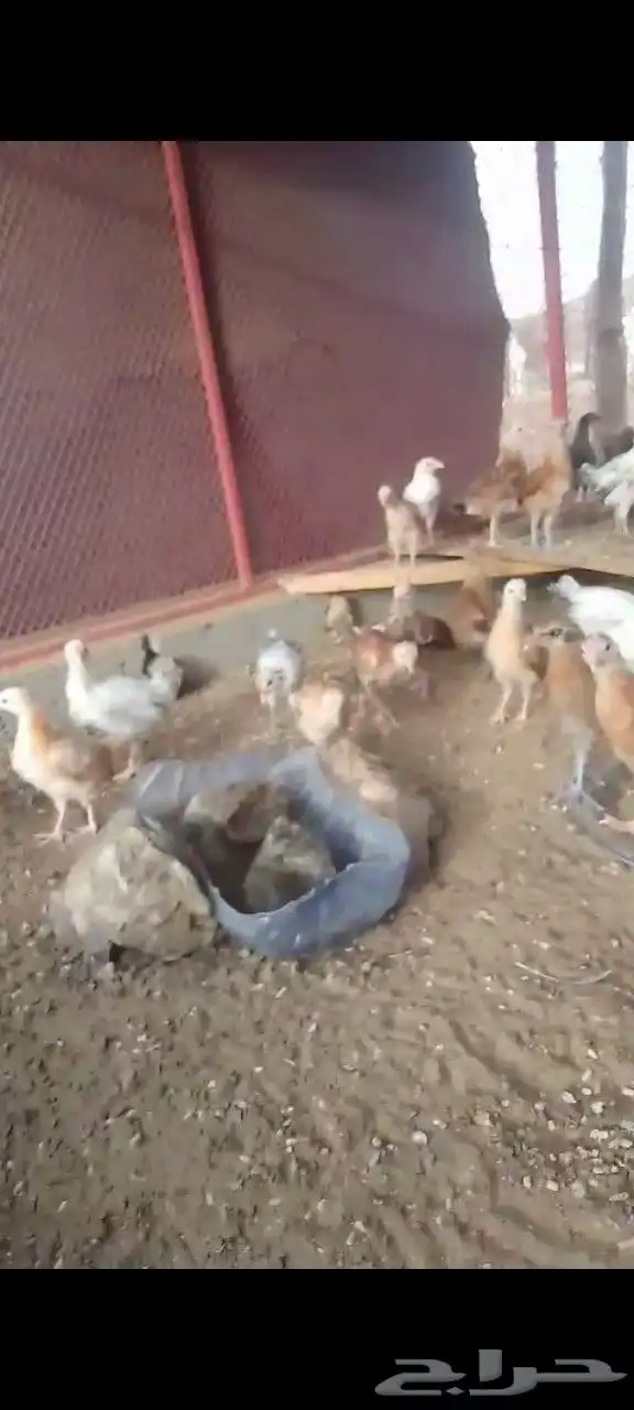 صيصان بلدي العدد زايد ناقص بحقه 3