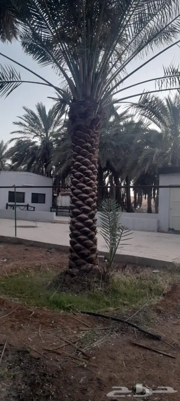 نخل وشنطني زينه أمريكي ونخل عربي مثمر درجه ممتازه 1
