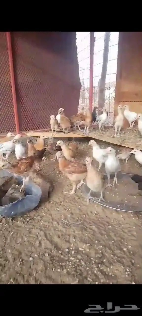 صيصان بلدي العدد زايد ناقص بحقه 2