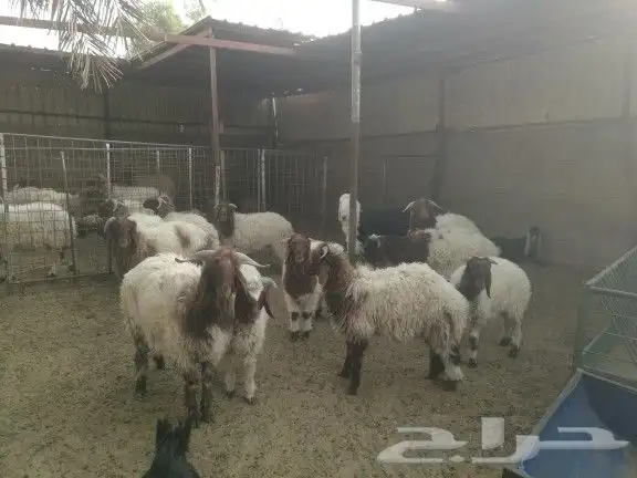 خرفان نعيمي 4