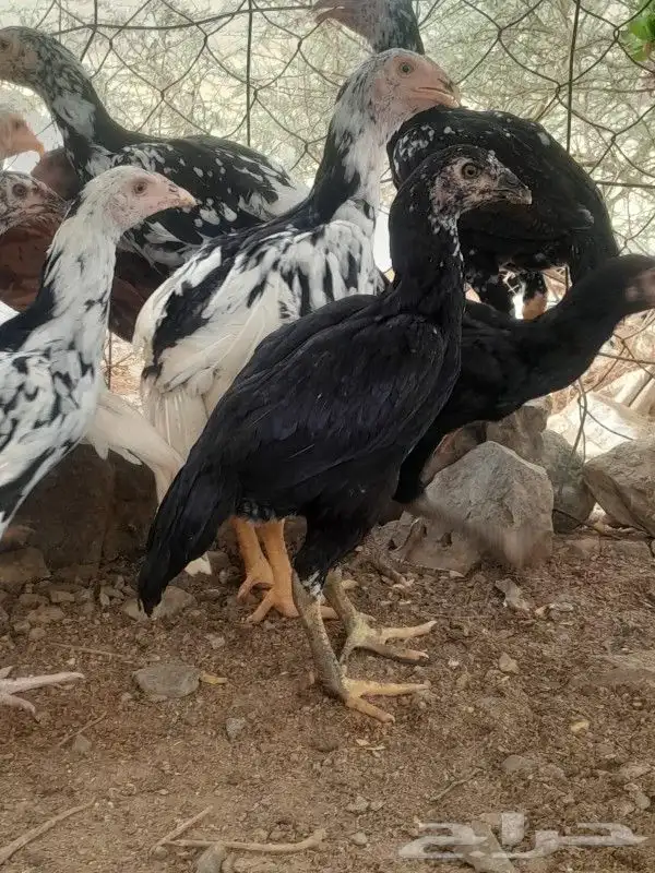 فروخ سنود صافي 3