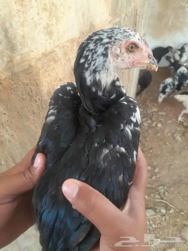 فروخ سنود صافي 6