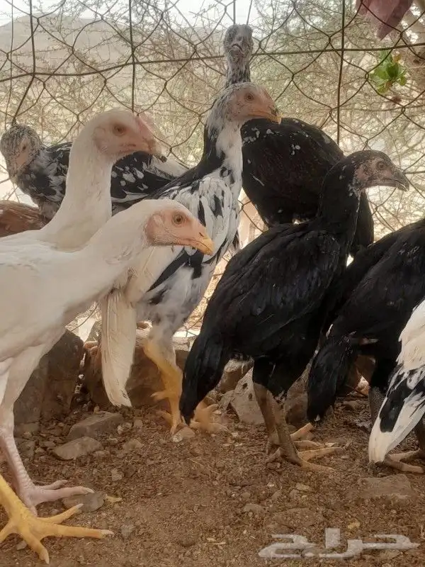 فروخ سنود صافي 2