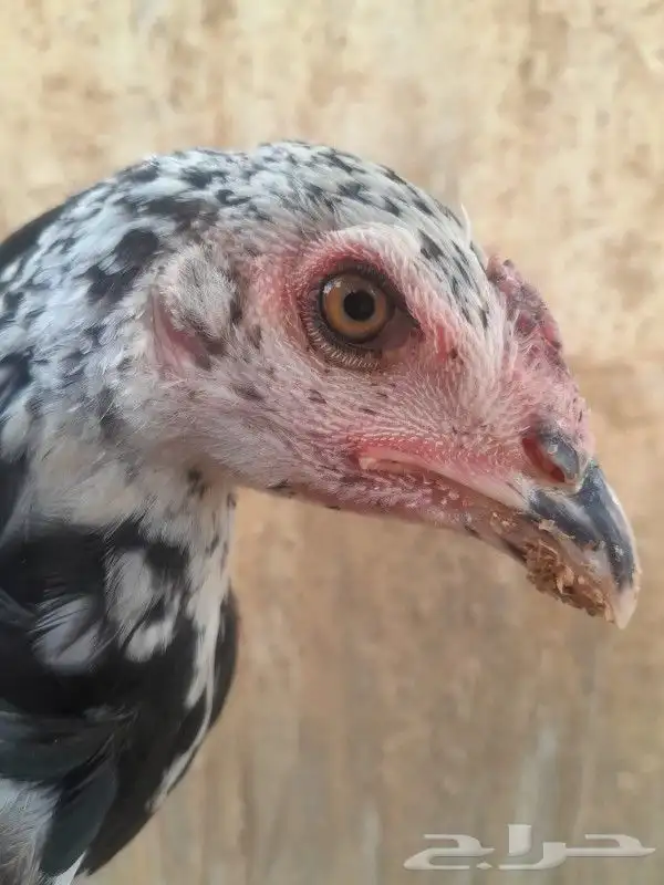 فروخ سنود صافي 9