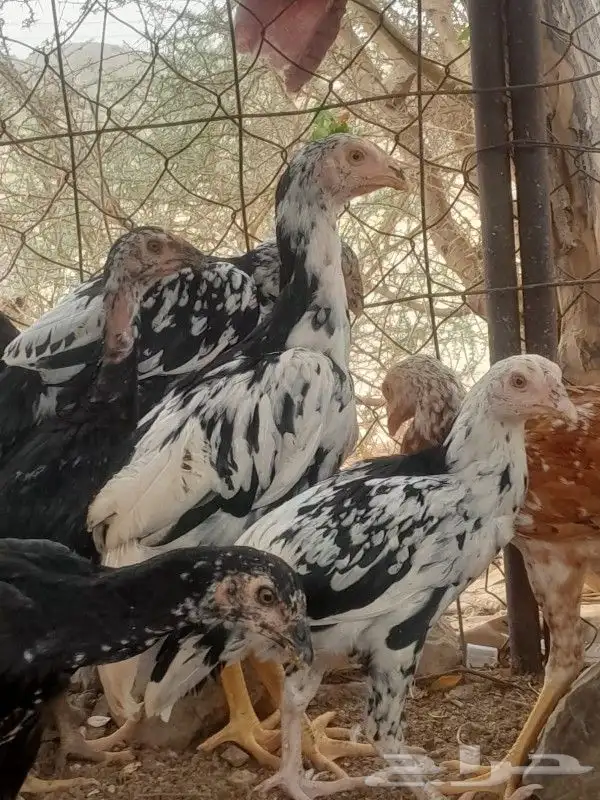 فروخ سنود صافي 5