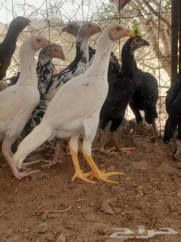 فروخ سنود صافي 1