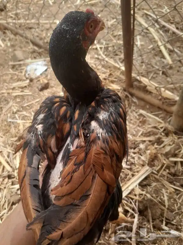 فروخ سنود صافي 7