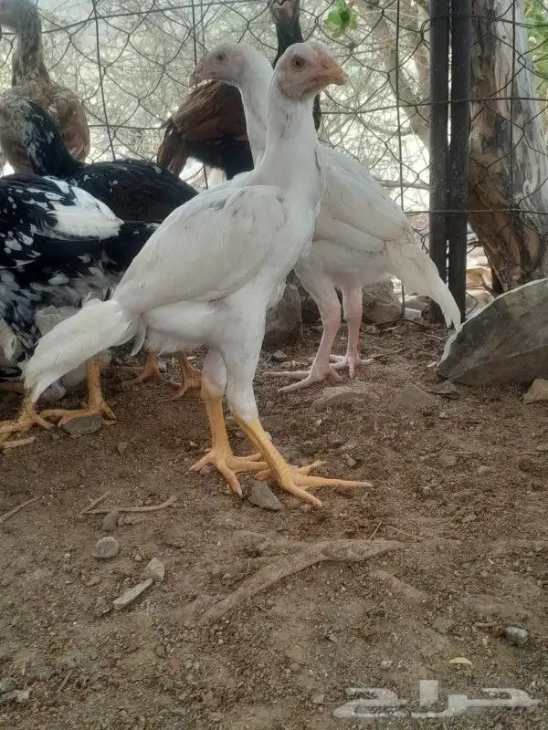 فروخ سنود صافي 0