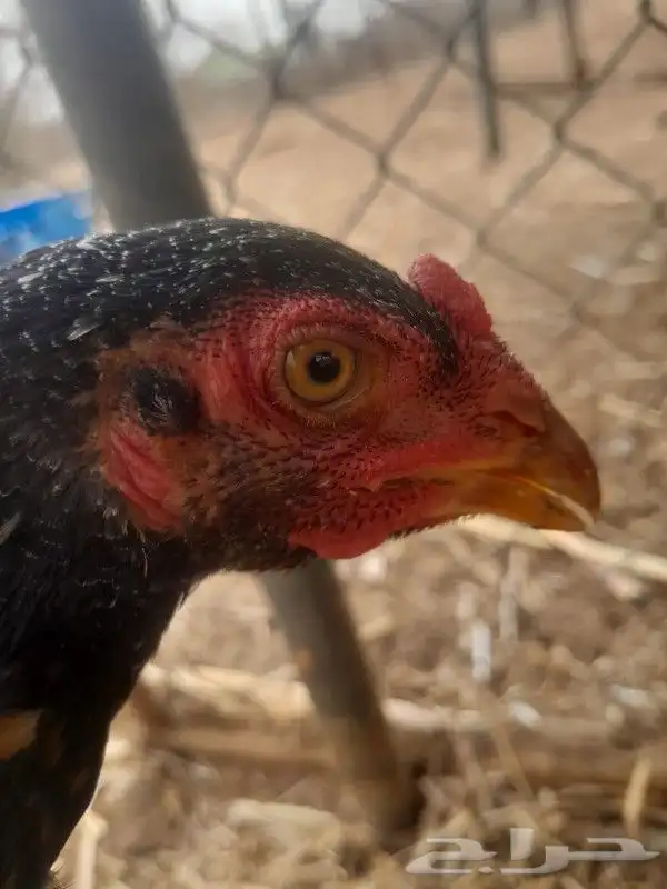 فروخ سنود صافي 8